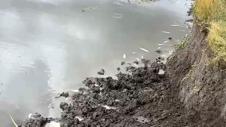 Kura Nehri’nde balık ölümleri: İnceleme başlatıldı