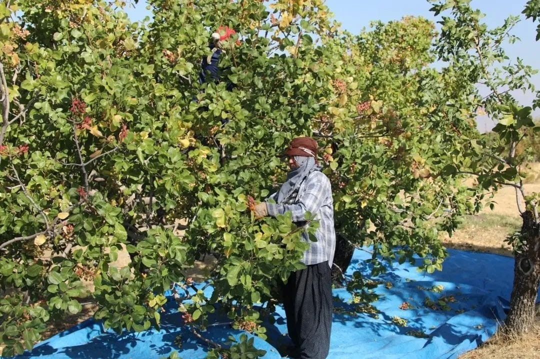 Elazığ&rsquo;da 38 ton Antep fıstığı rekoltesi bekleniyor