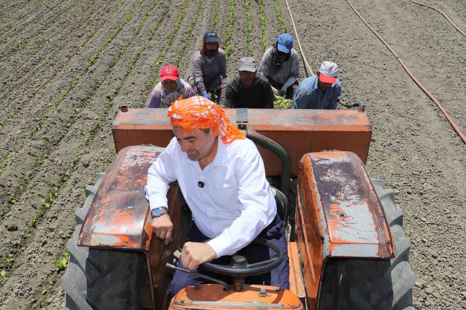 Saruhanlı’da tütün mesaisi başladı