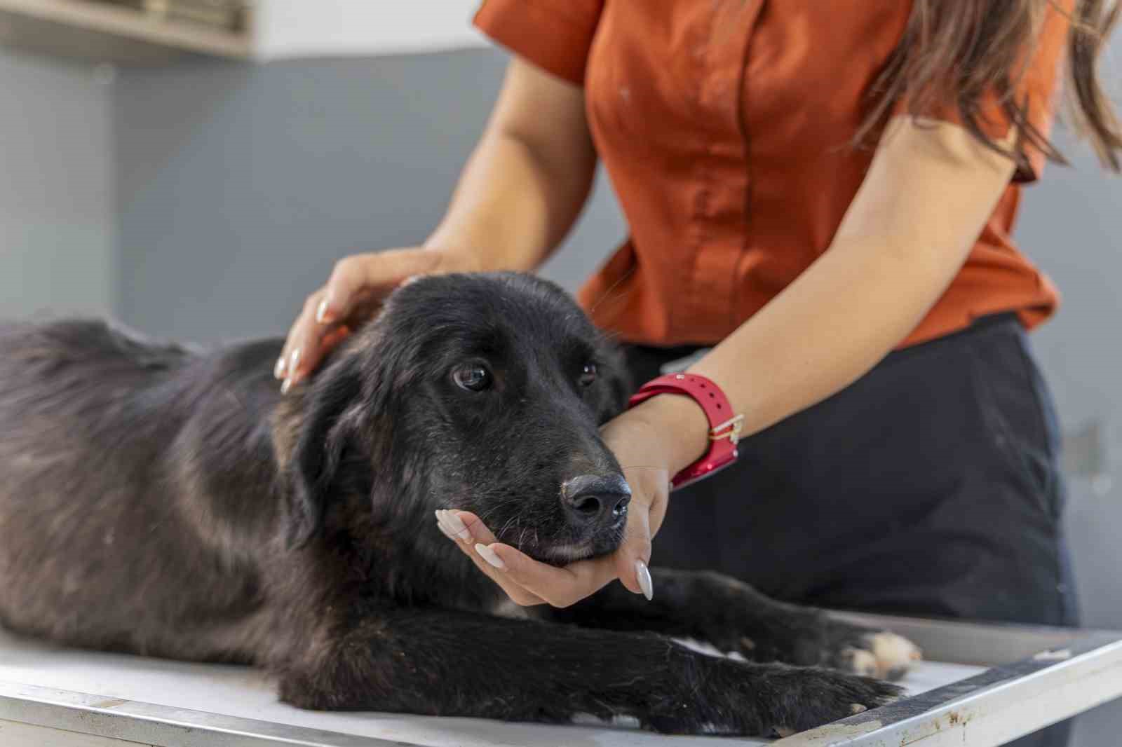 Mersin’de 6 aylık tedaviyle yeniden ayağa kalkan köpek sıcak yuvasını bekliyor