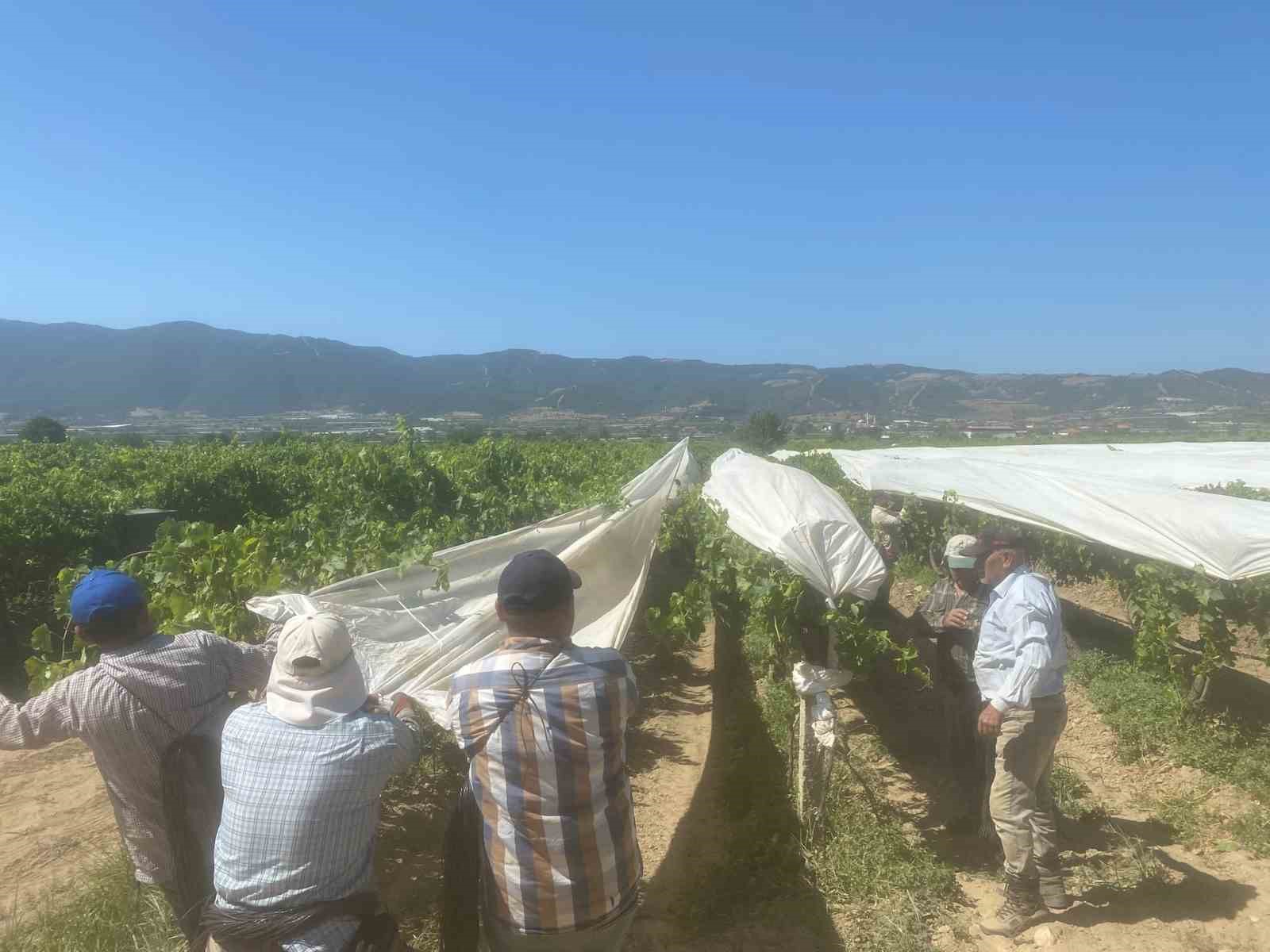 Dünyaca ünlü Sultaniye üzümüne beyaz kalkan