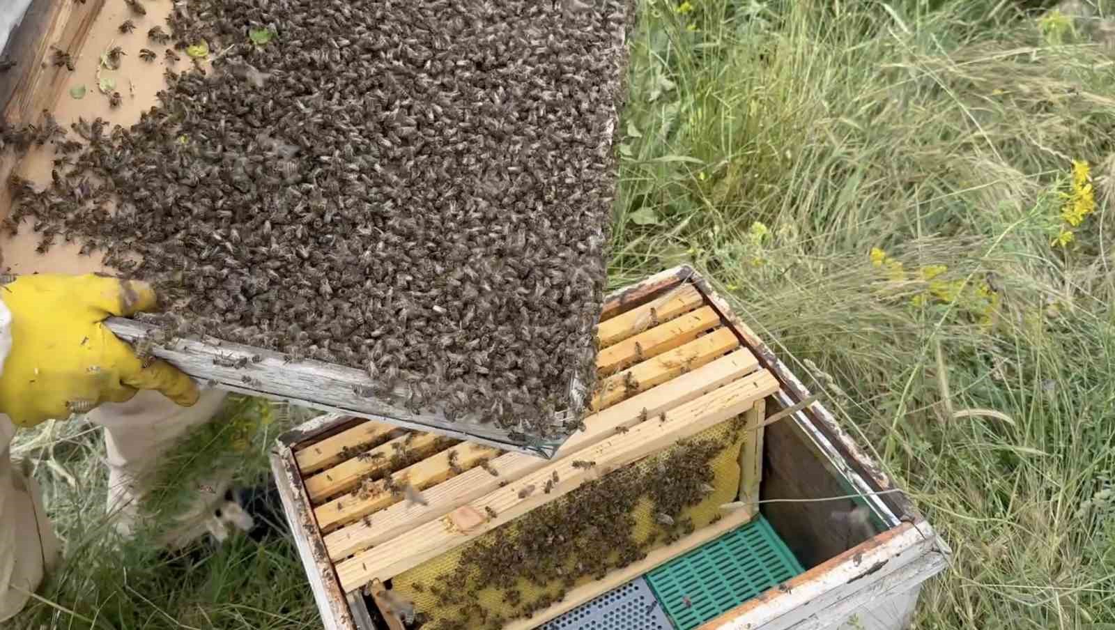 Binlerce arıyı meyve gibi kovan kapağına topladı