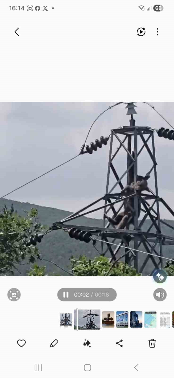 Elektrik direğine tırmanan ayı telef oldu