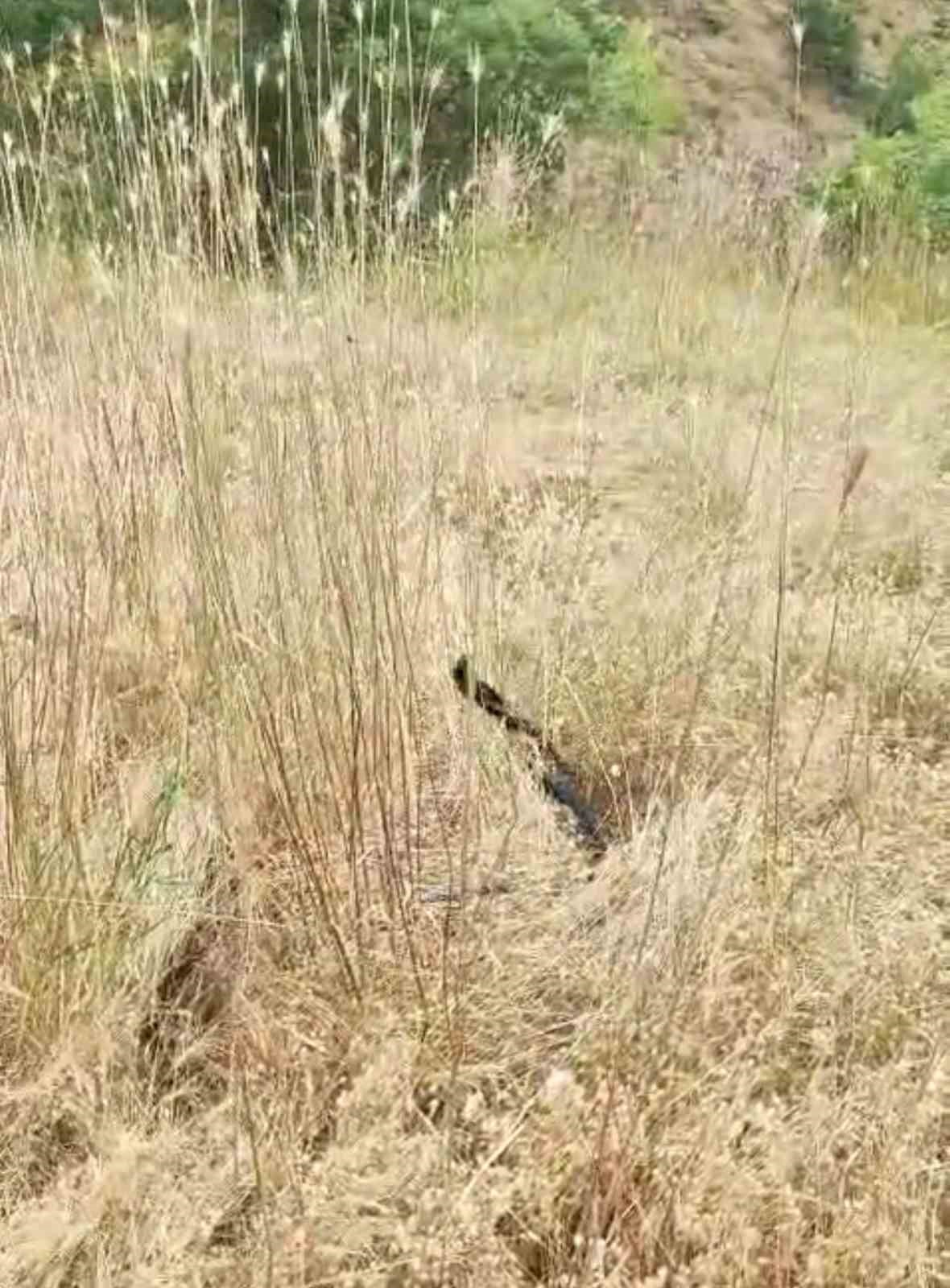 Elazığ’da iki yılanın dansı görüntülendi