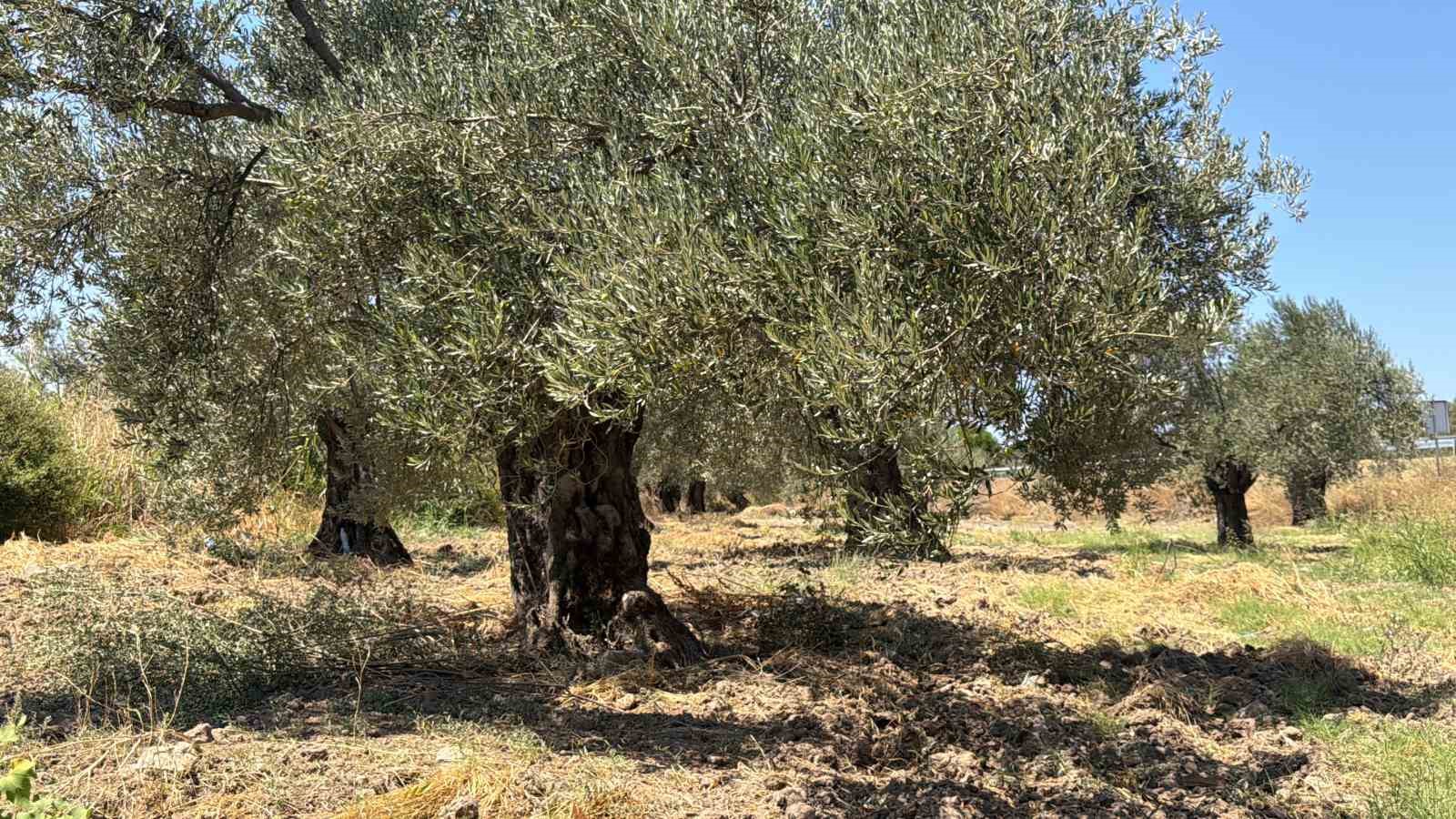 Zeytin hasadı bu yıl 20 g&uuml;n erken başlayabilir