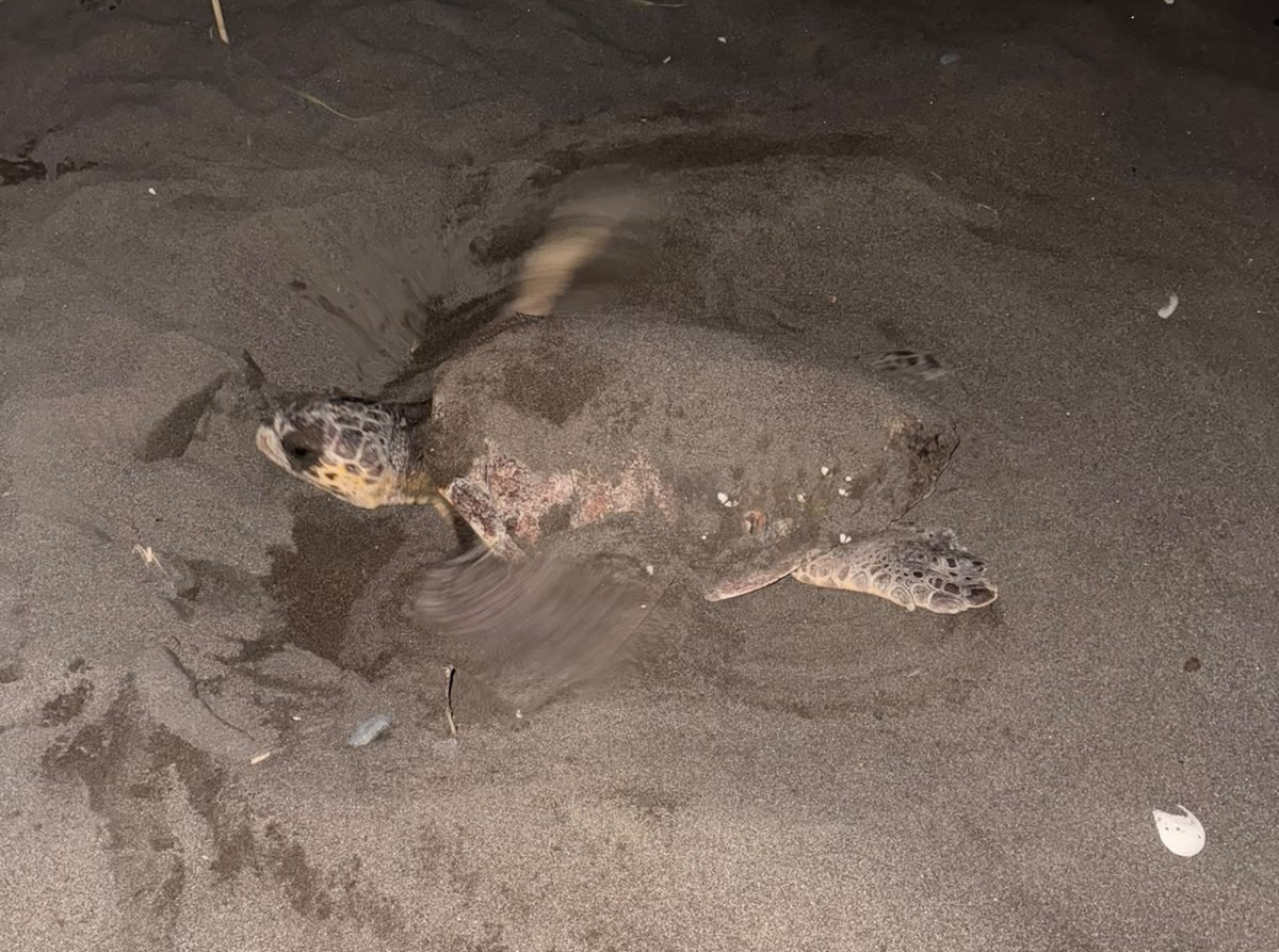 Caretta carettayı yuva yaparken g&ouml;ren gen&ccedil;ler, duyarlılık g&ouml;sterdi &ouml;nlem aldı