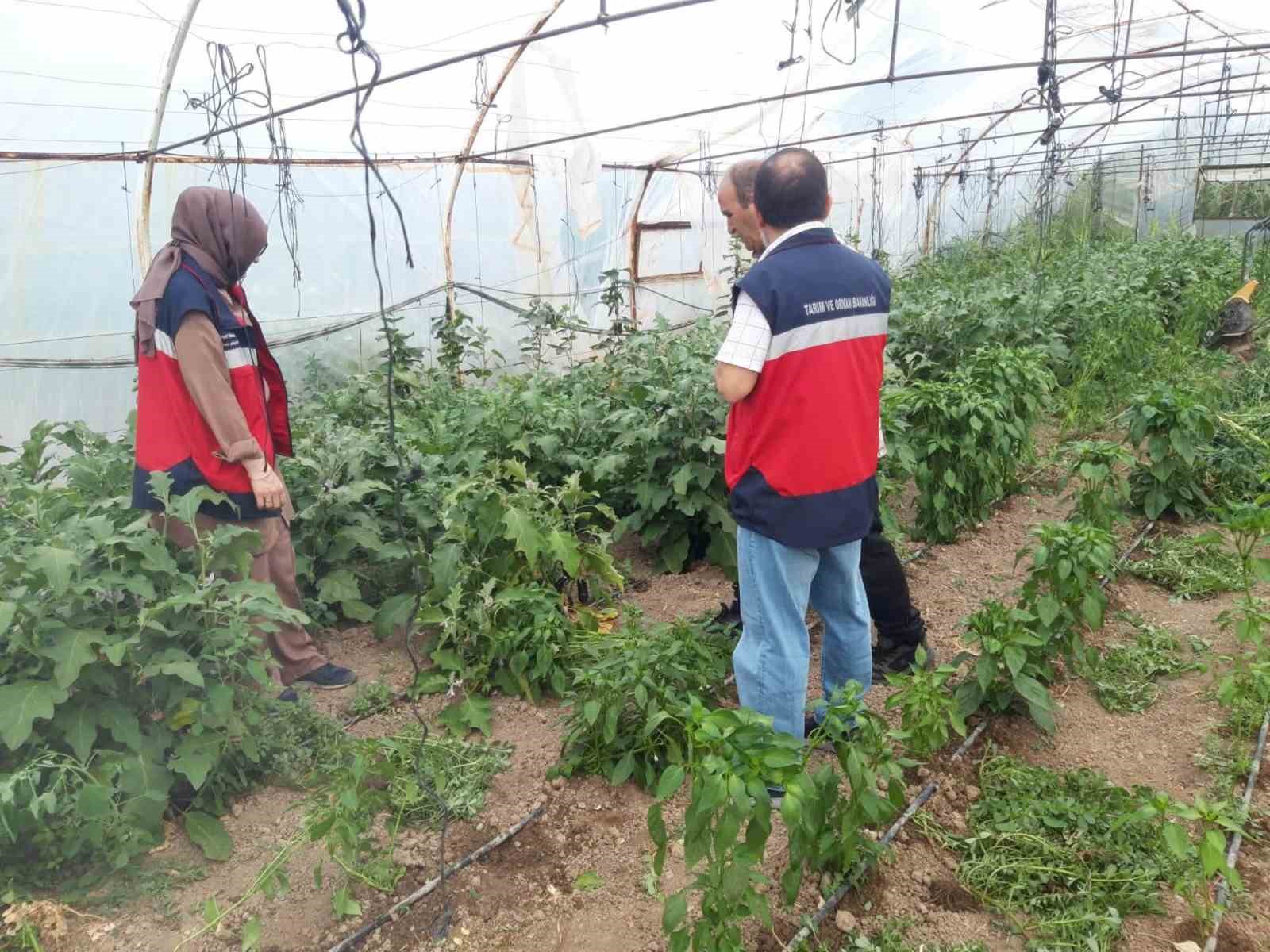 Tavşanlı&rsquo;da tarım arazileri ve seralarda hastalık kontrolleri s&uuml;r&uuml;yor