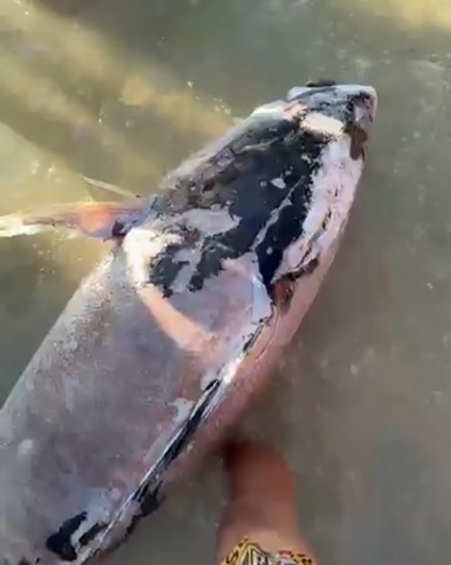 Uzmanlardan &ouml;l&uuml; orkinos uyarısı: "Sakın yemeyin"