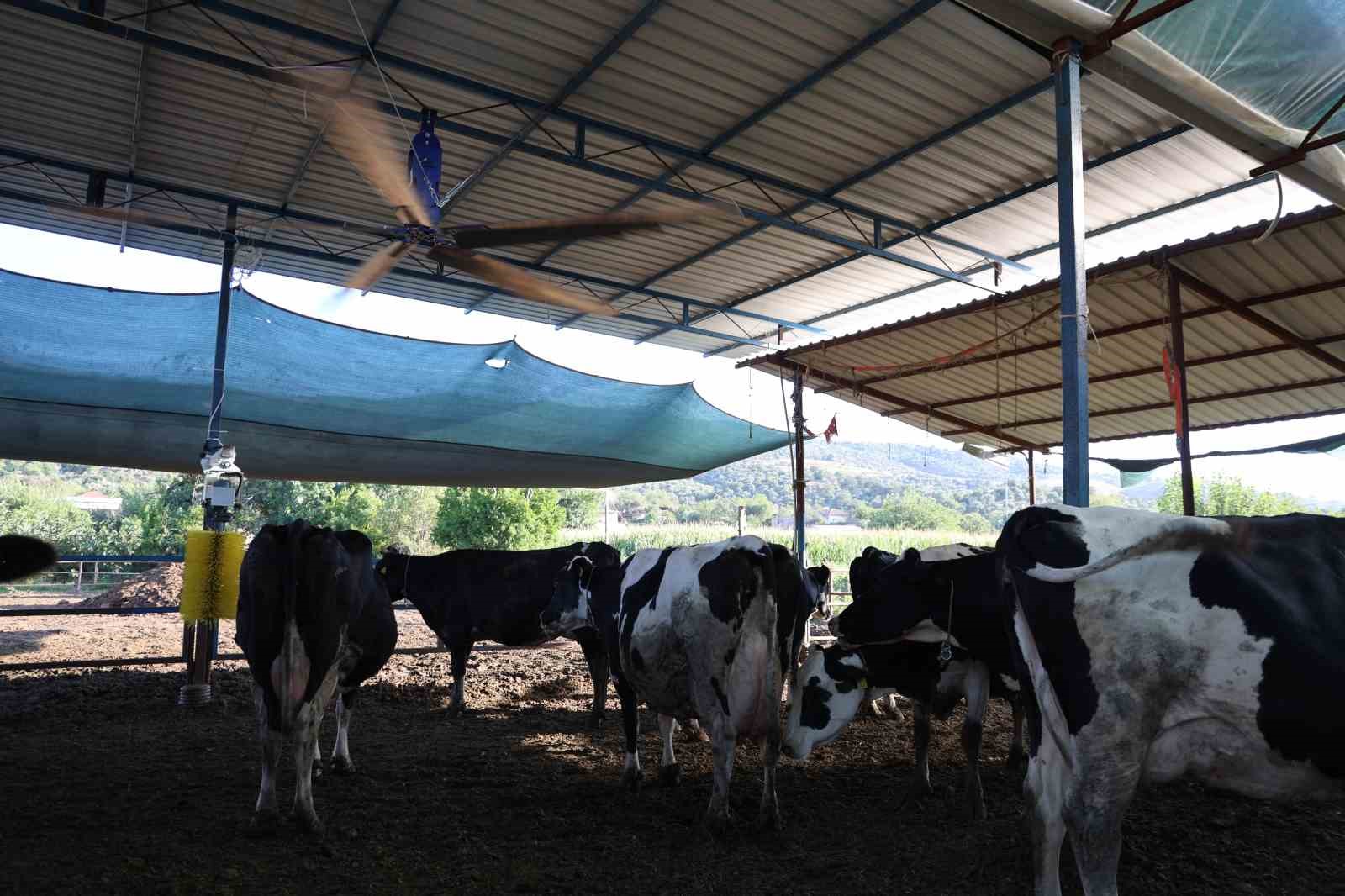 Aydın’da çöl sıcakları inekleri strese soktu; ahırlar vantilatör ile serinletiliyor