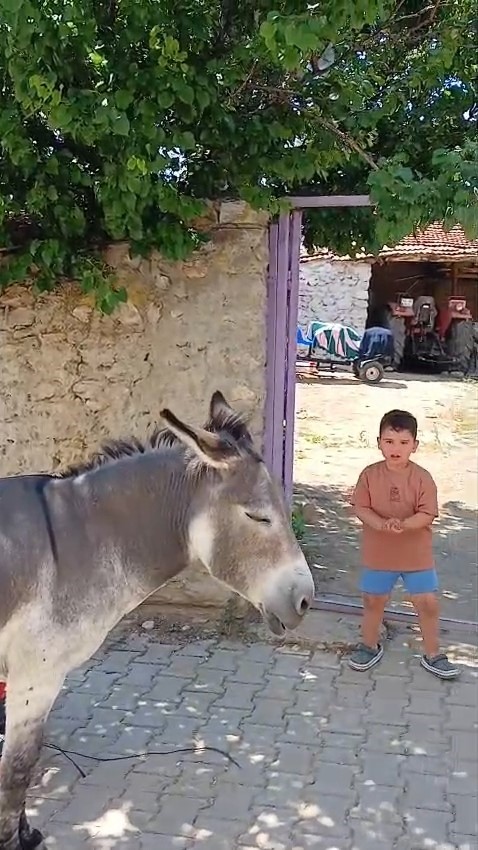 Kırsal mahalledeki başıboş eşek merak konusu