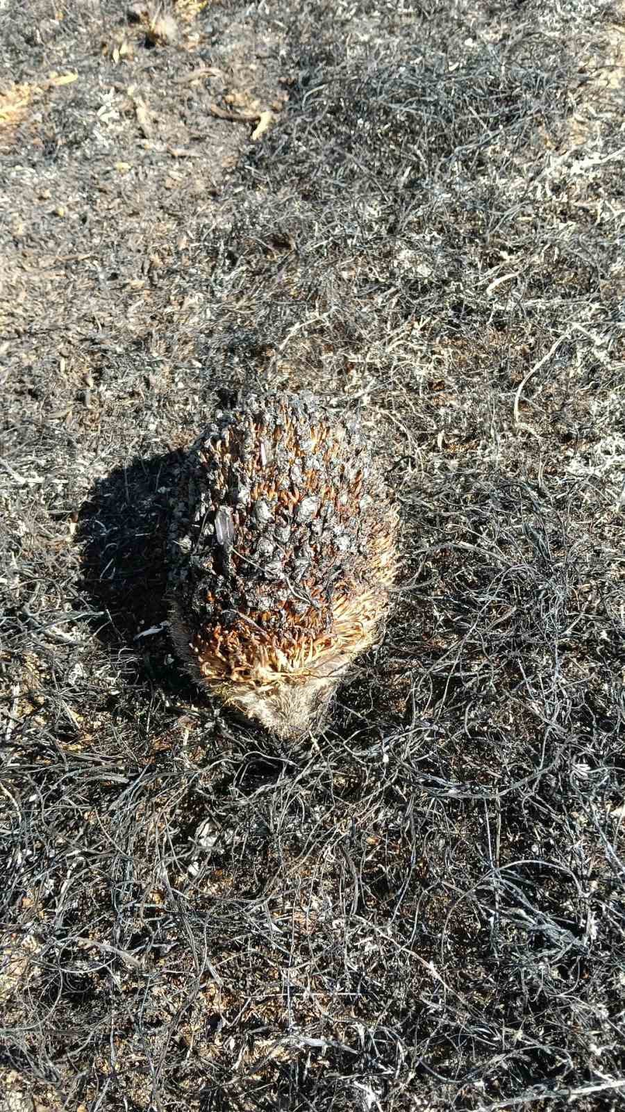 Yangında yaralanan kirpiyi itfaiye ekipleri hayata döndürdü