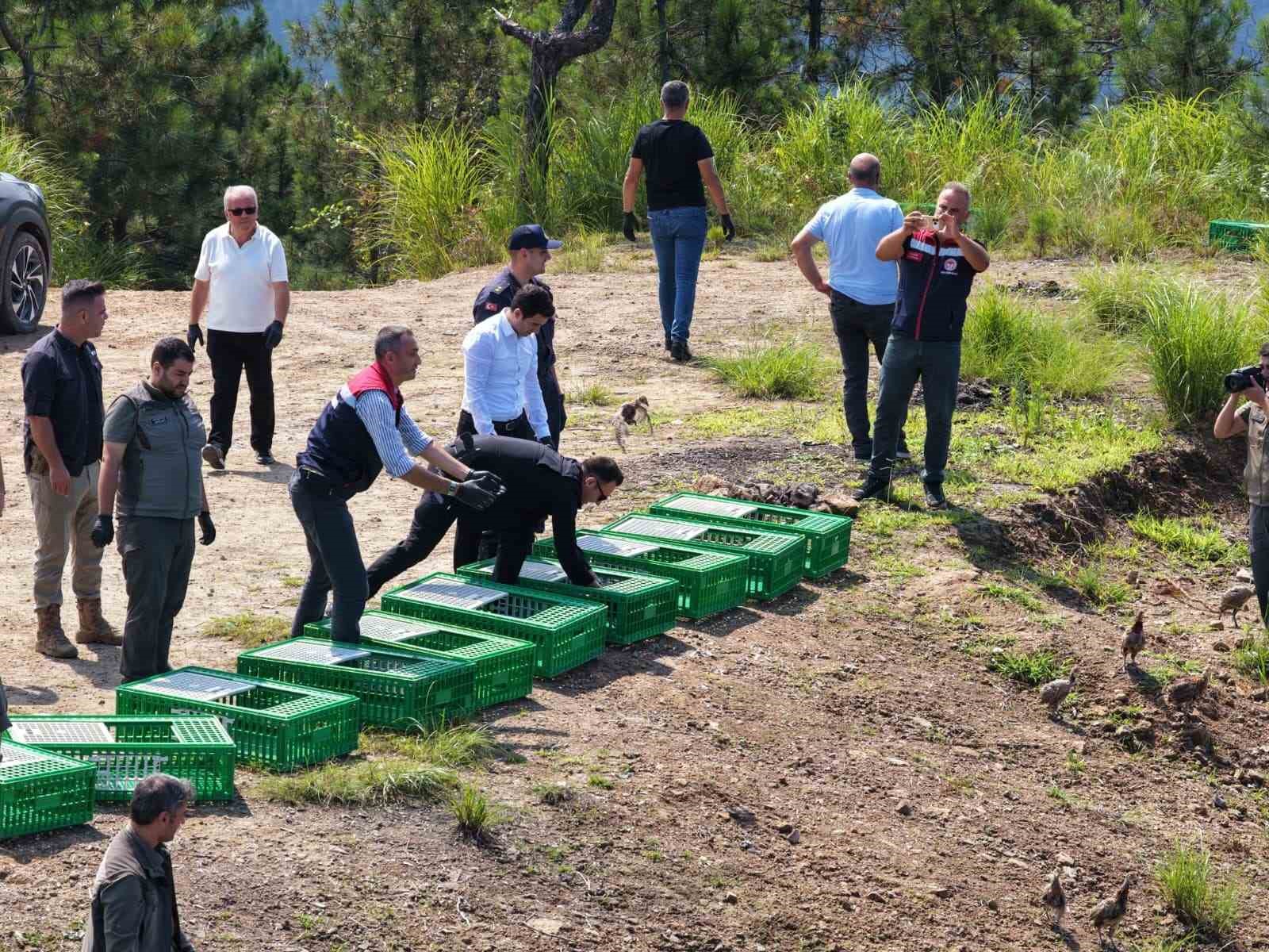 Gümüşhane’de yetiştirilen 400 sülün Artvin’in Arhavi ilçesinde doğaya salındı