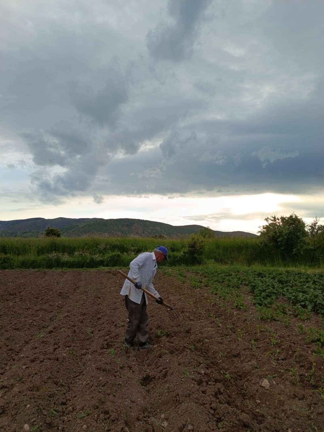 Sivas’ta Maraş biberi üretimi için ilk adım atıldı
