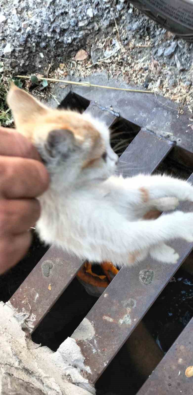 Kanalizasyona d&uuml;şen kedi belediye ekiplerince kurtarıldı