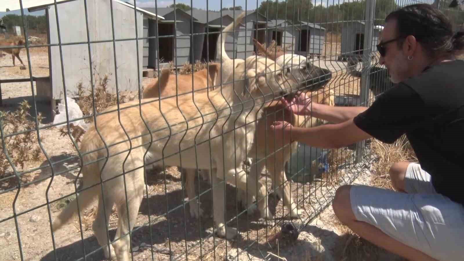 Birka&ccedil; k&ouml;pekle başladı, bin 200 cana yuva oldu