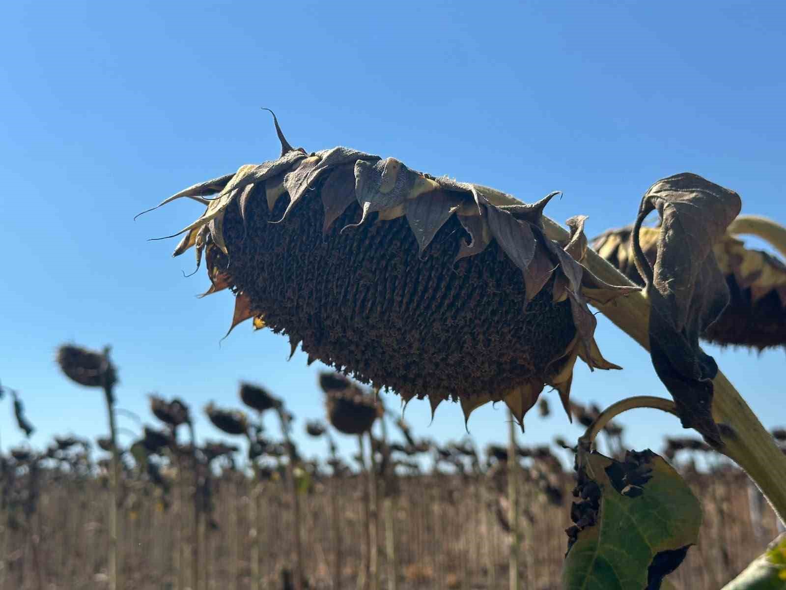 Ayçiçeğinde iklim sınavı, 11 çeşit aynı tarlada denendi