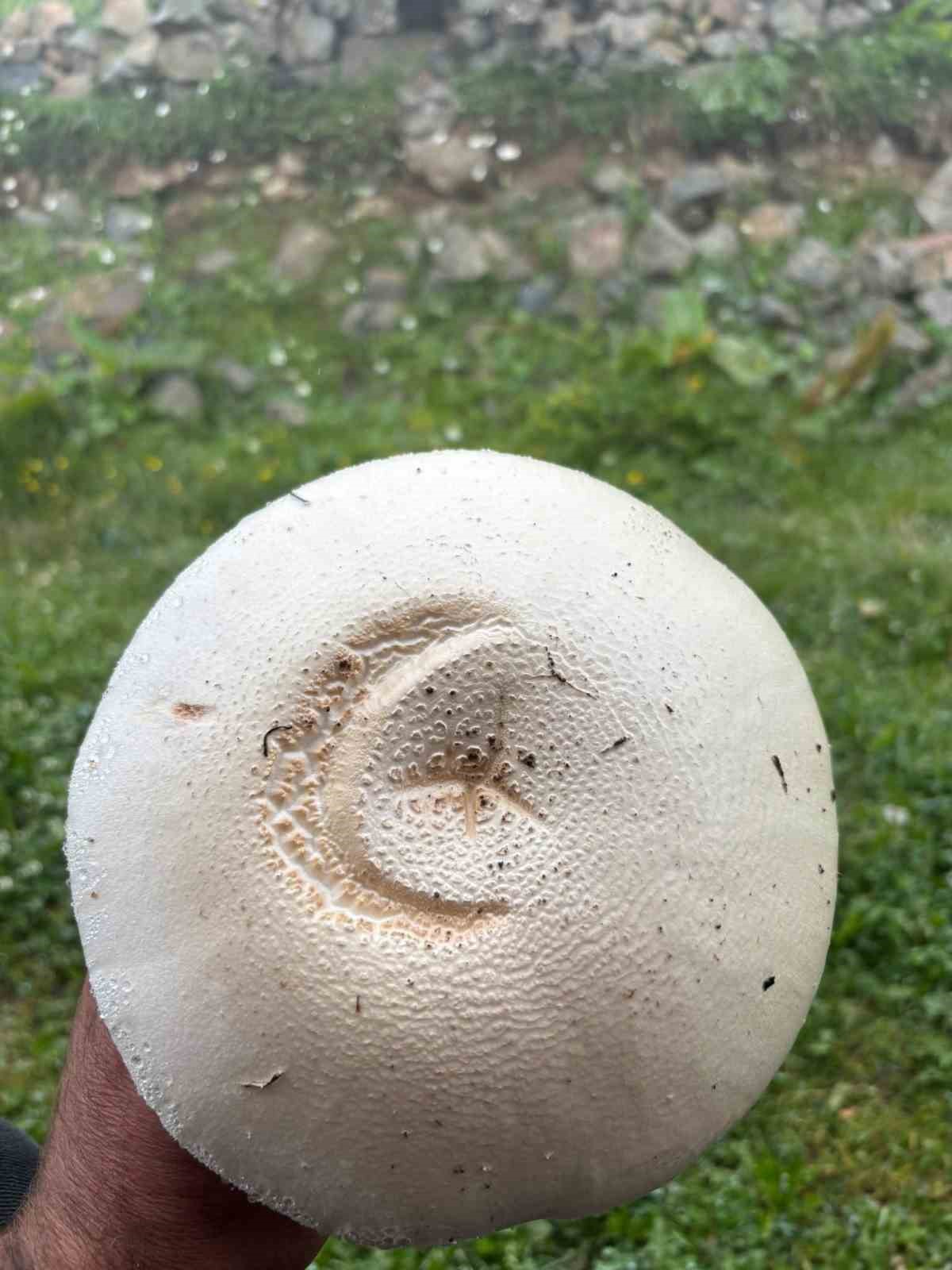 Yayladaki ay yıldızlı mantar g&ouml;renleri şaşırttı