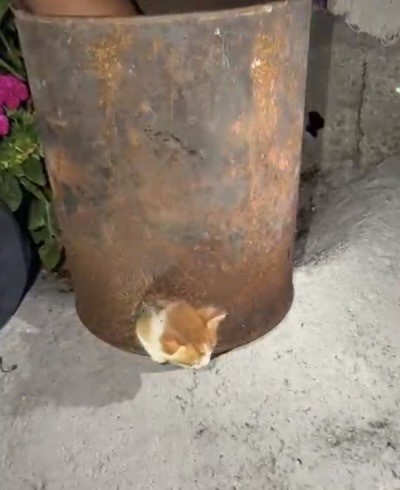 Osmaniye&rsquo;de soba kovasına sıkışan yavru kedi kurtarıldı