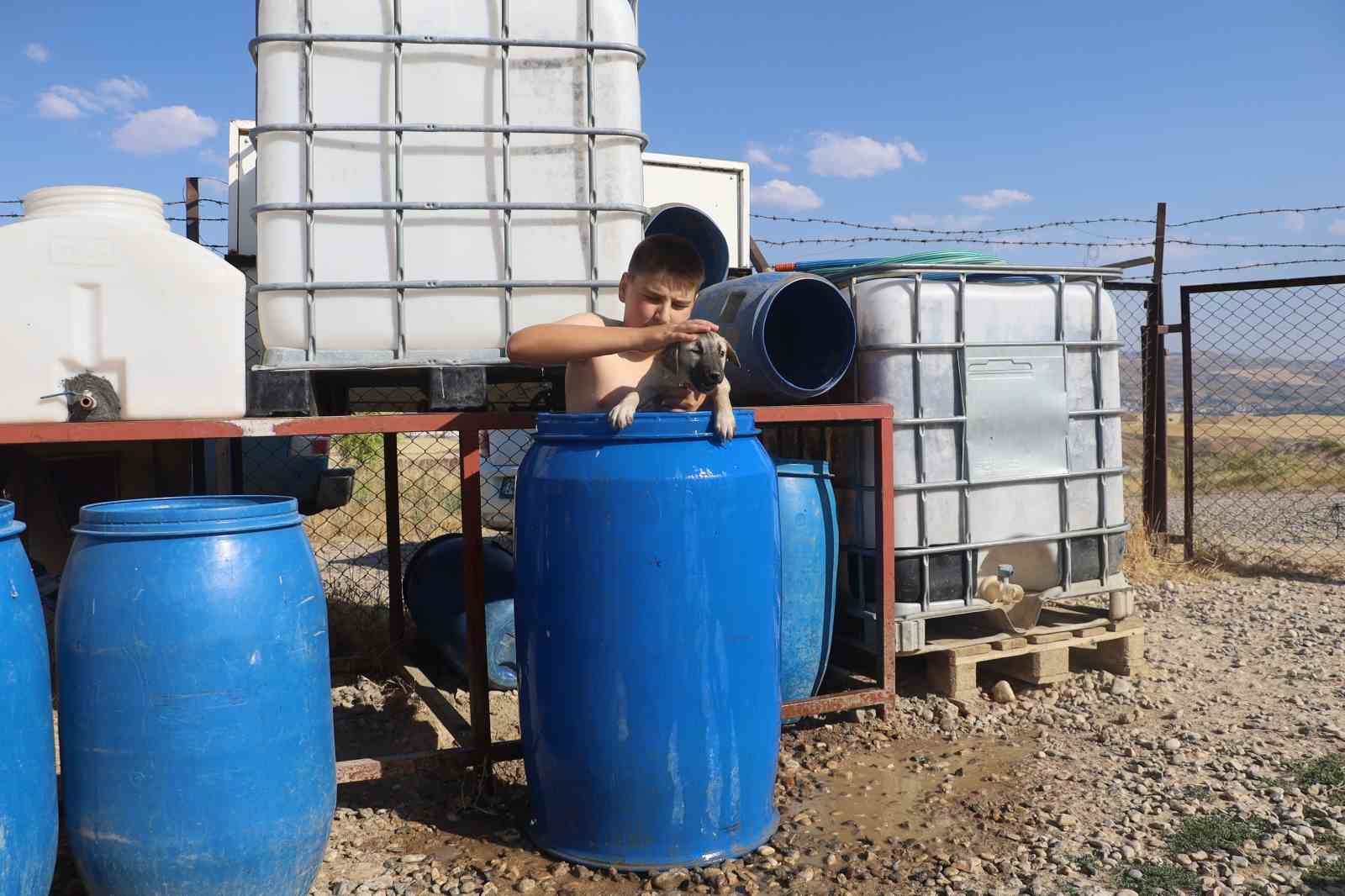 Bunaltıcı sıcakta yavru Kangal ile su dolu varilde serinledi
