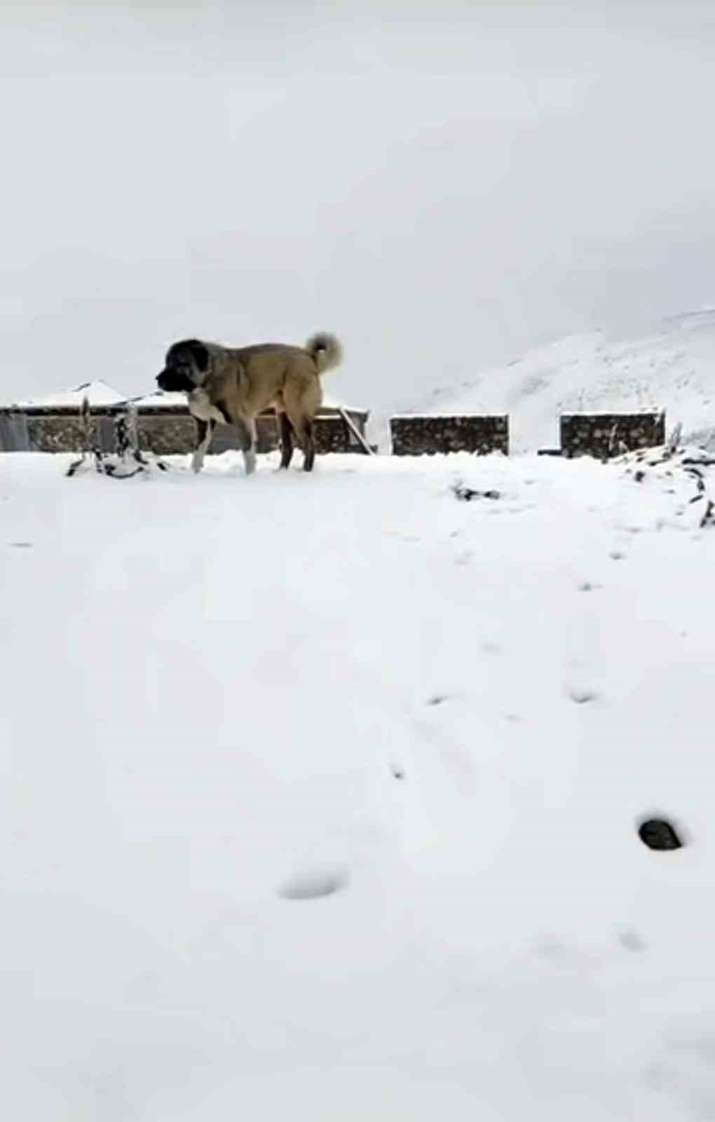 Rize’nin yaylalarına Eylül’de kış geldi, 3 bin 100 metre yükseklikte bulunan Tahpur Yaylası beyaza büründü