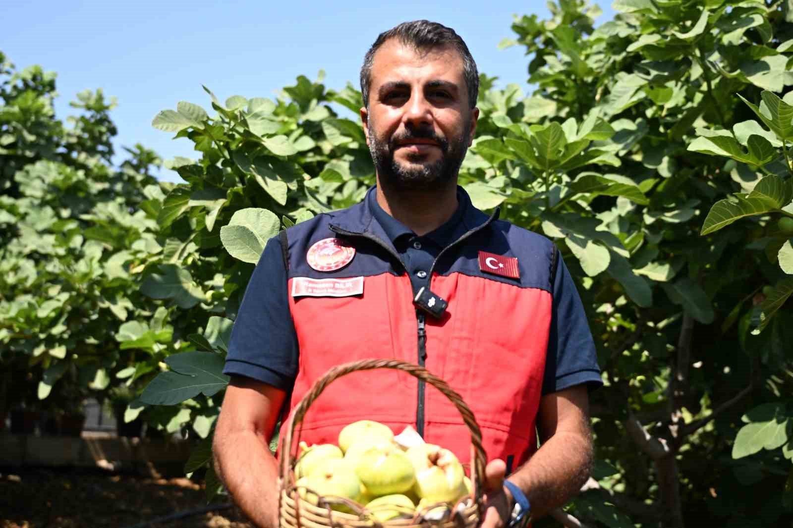 Kahramanmaraş&rsquo;ta Abbas inciri hasadı