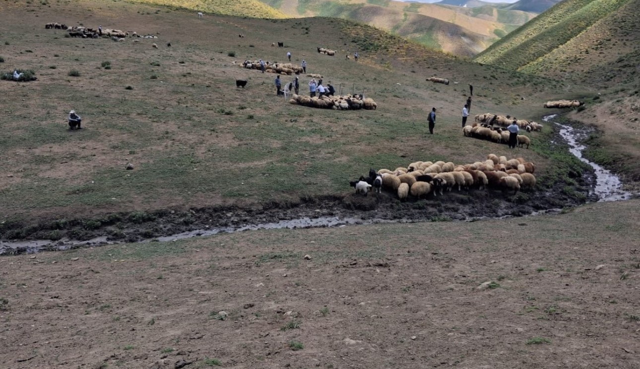 Yüksekova’da hayvanların aşılama ve kimliklendirme çalışmaları sürüyor