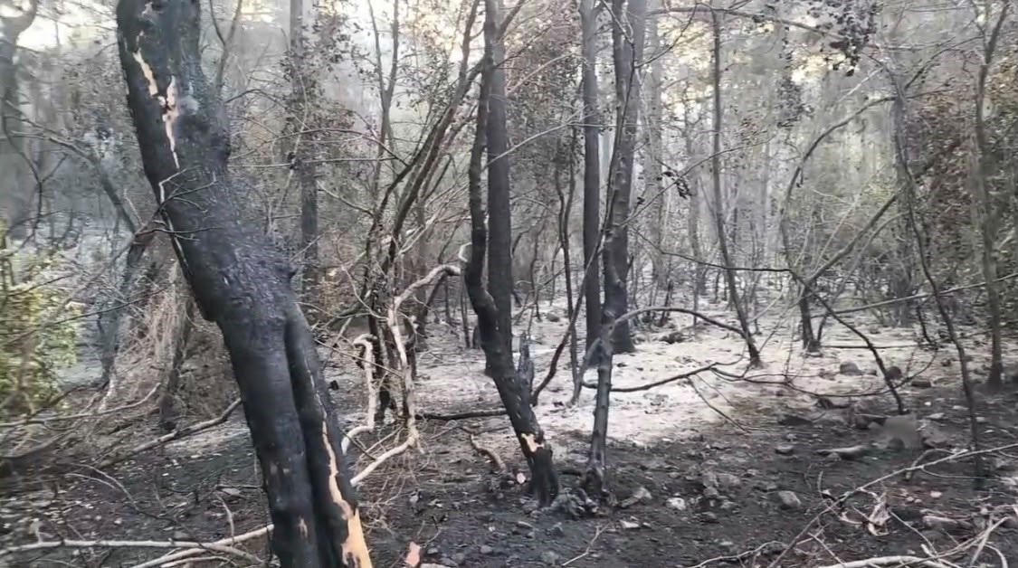 Marmaris’teki yangının enerjisi düşürüldü, ekiplerin mücadelesi sürüyor