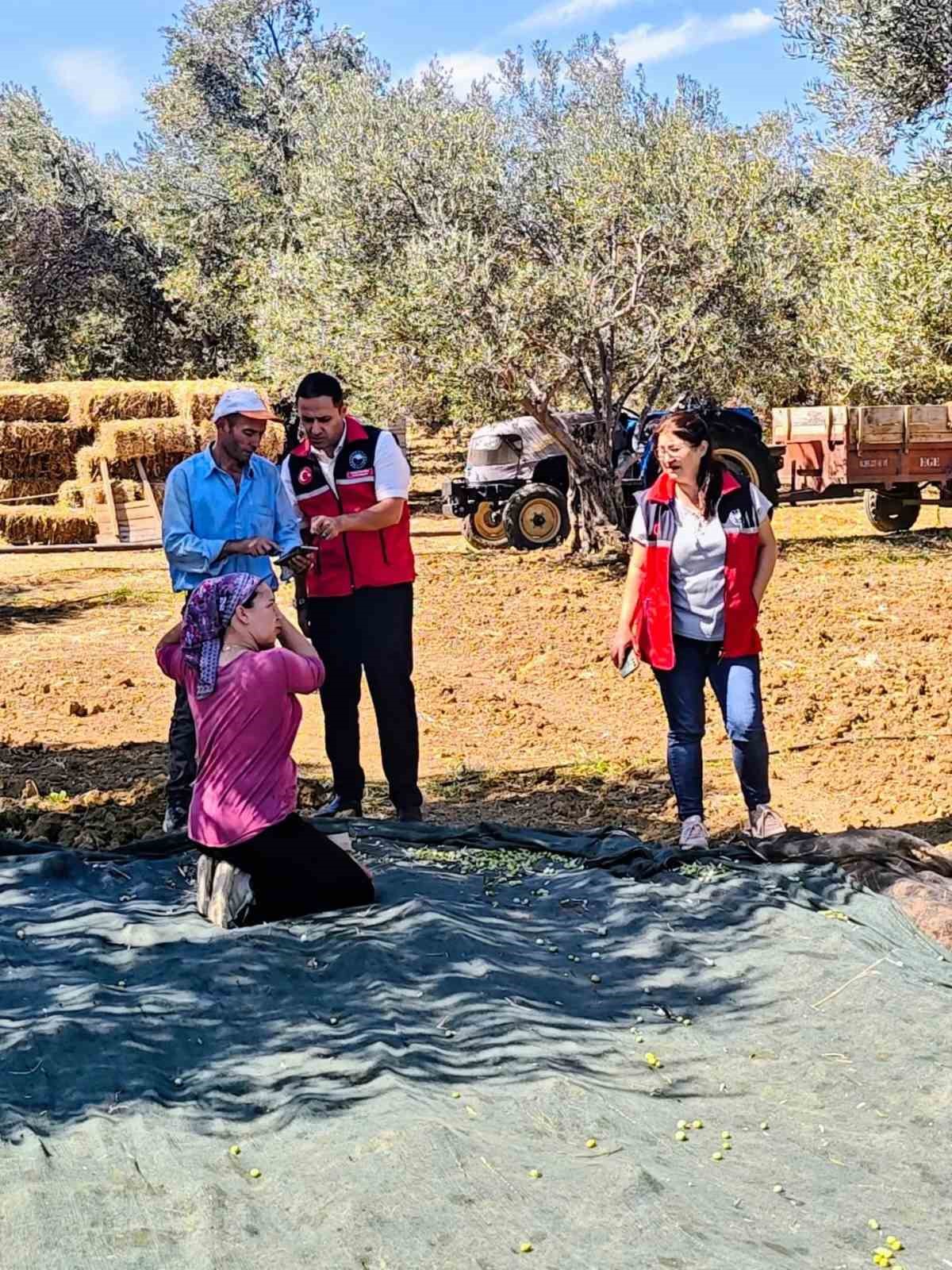 Gömeç te Zeytin Hasadına başlandı