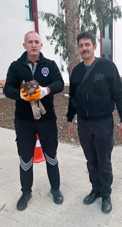 Devriye attığı esnada binaya çarpan yaralı şahini kurtardı