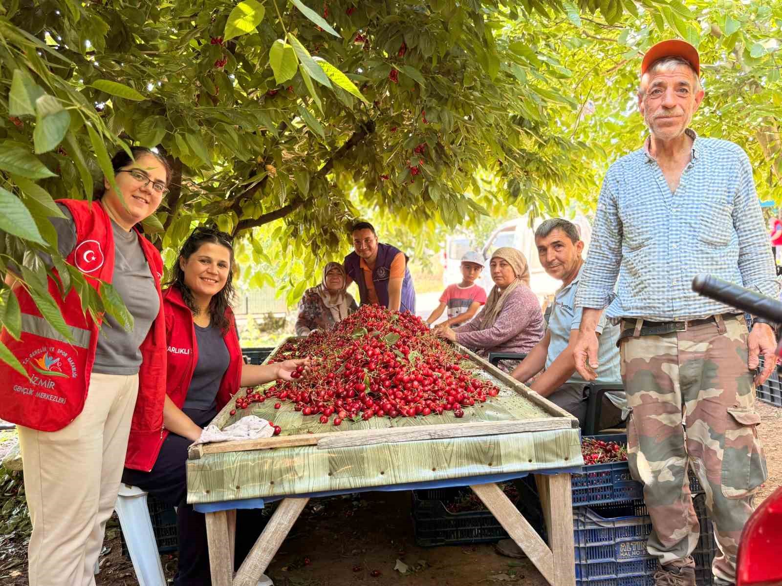 Bayındırlı gençler kiraz hasadına katıldı, üreticilere destek verdi