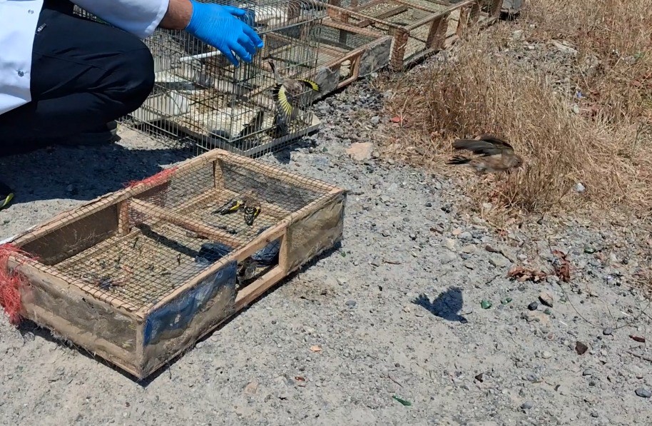 Kahramanmaraş’ta kaçak saka kuşu avına operasyon: 175 kuş kurtarıldı