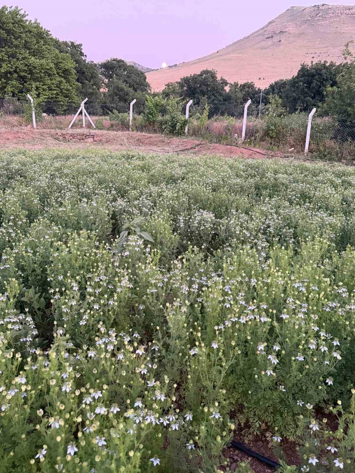 Develi&rsquo;de &ccedil;&ouml;rek otu hasadına başlandı