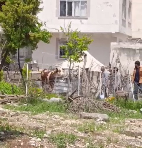 Kaçan kurbanlık iğne vurularak yakalandı