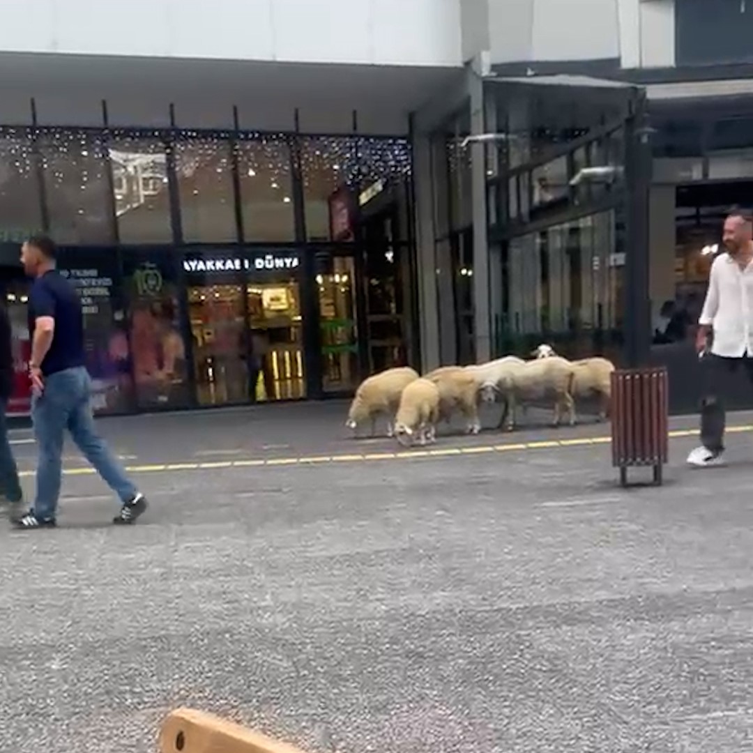 Lüks AVM’nin bahçesindeki koyunlar kamerada