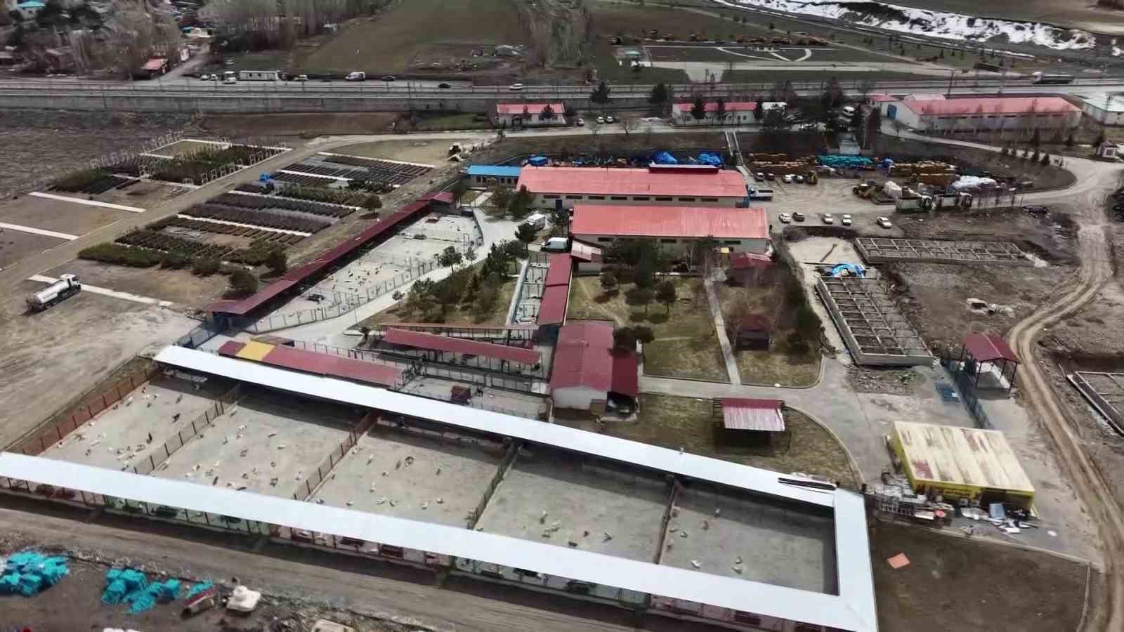 Bakan Mustafa Çiftçi’nin Erzurum’daki sokak köpeği başarısı Türkiye’ye örnek oluyor