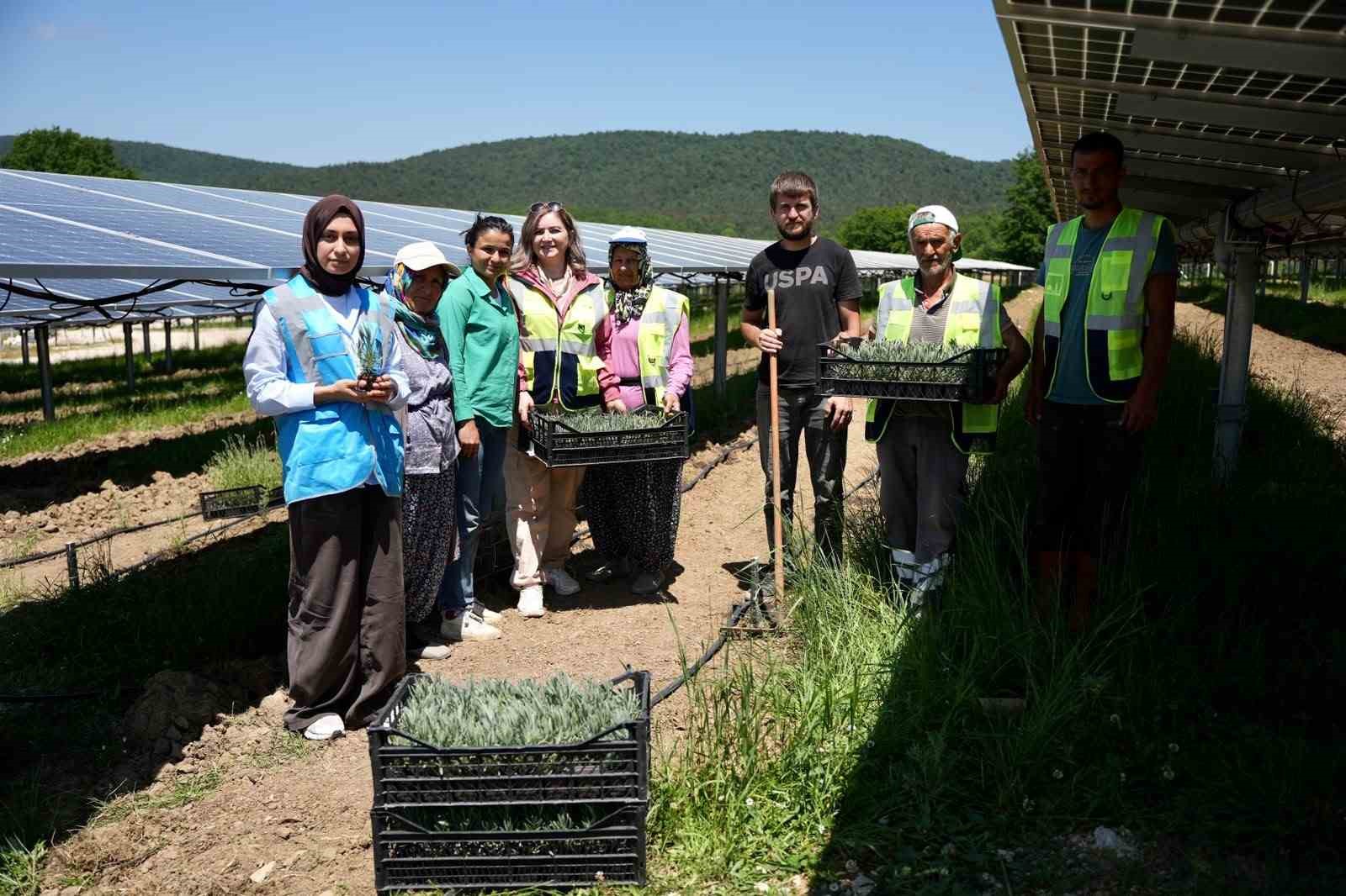 Ladik GES’te çiftçiler için örnek model: Tarım ve enerji bir arada