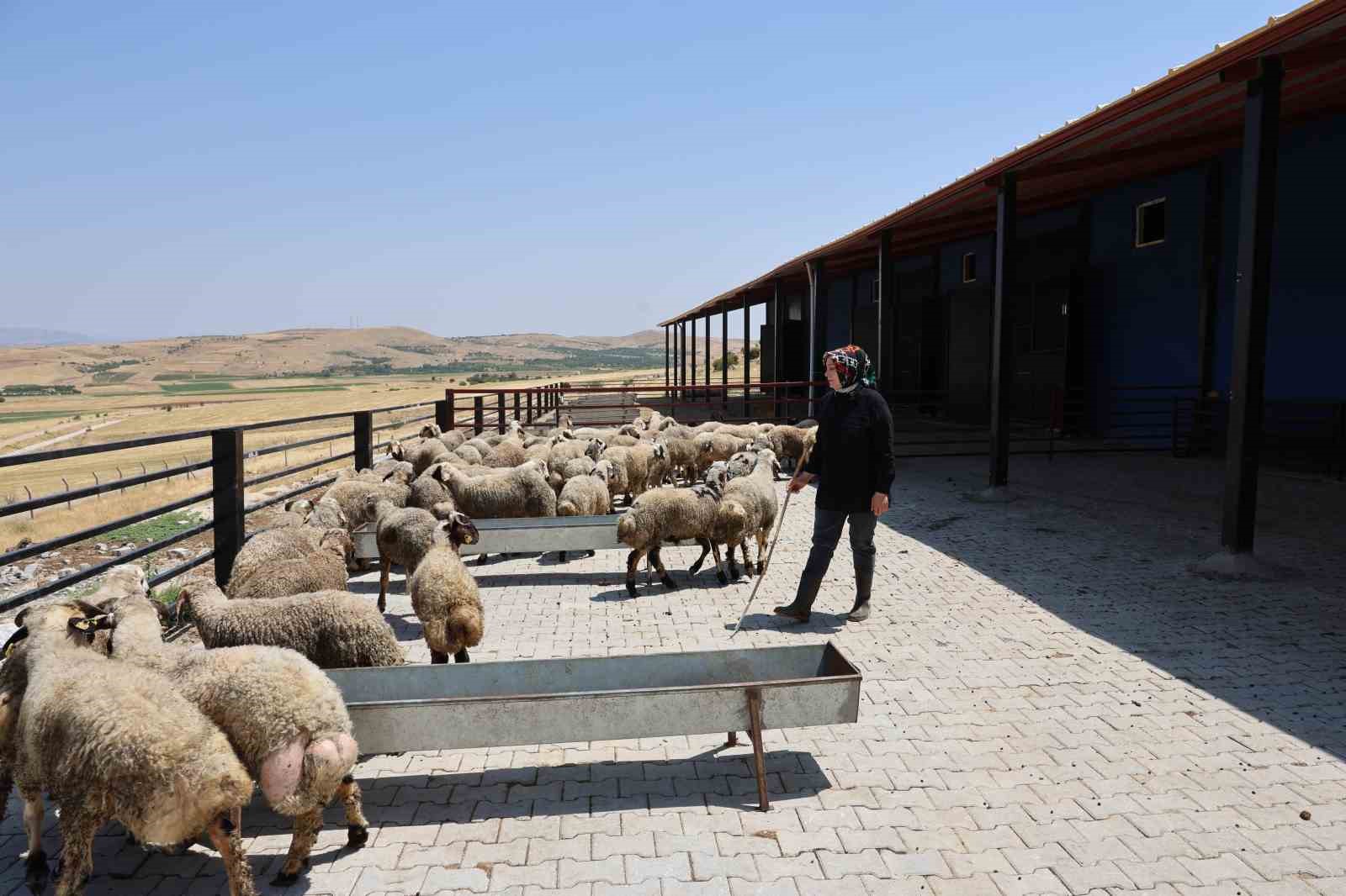 Elazığlı kadın girişimci devlet desteğiyle çiftlik kurdu