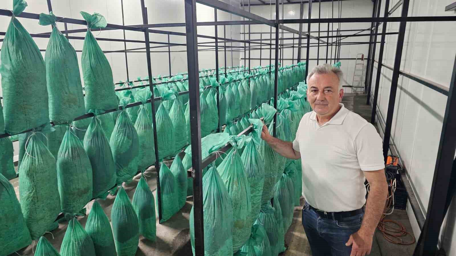 Tünelde üretilen istiridye mantarının ilk hasadı gerçekleştirildi