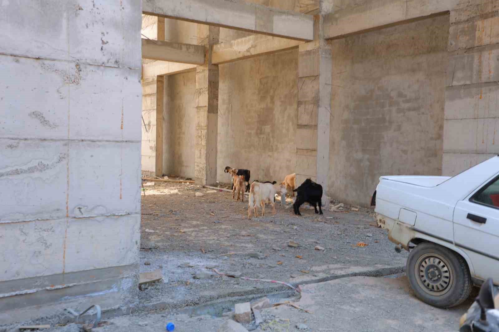 Başıboş gezen 9 keçiyi esnaf buldu, sahibi aranıyor