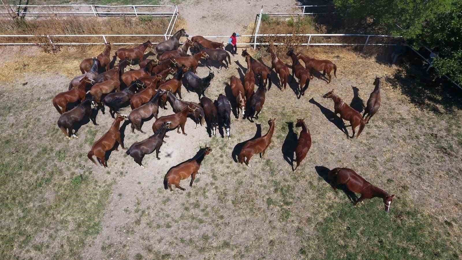 Sultansuyu’nun 15 safkan Arap tayı açık artırmayla satılacak