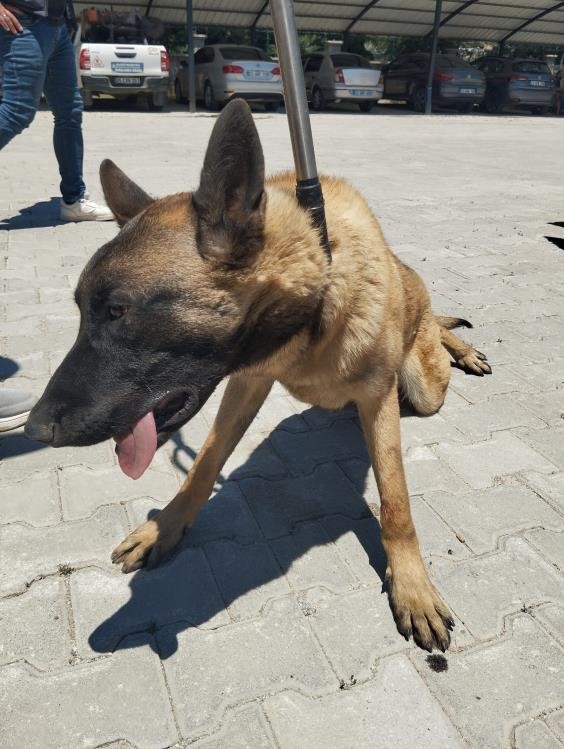 Köpek saldırısına uğrayıp yaralanan kadın o anları anlattı