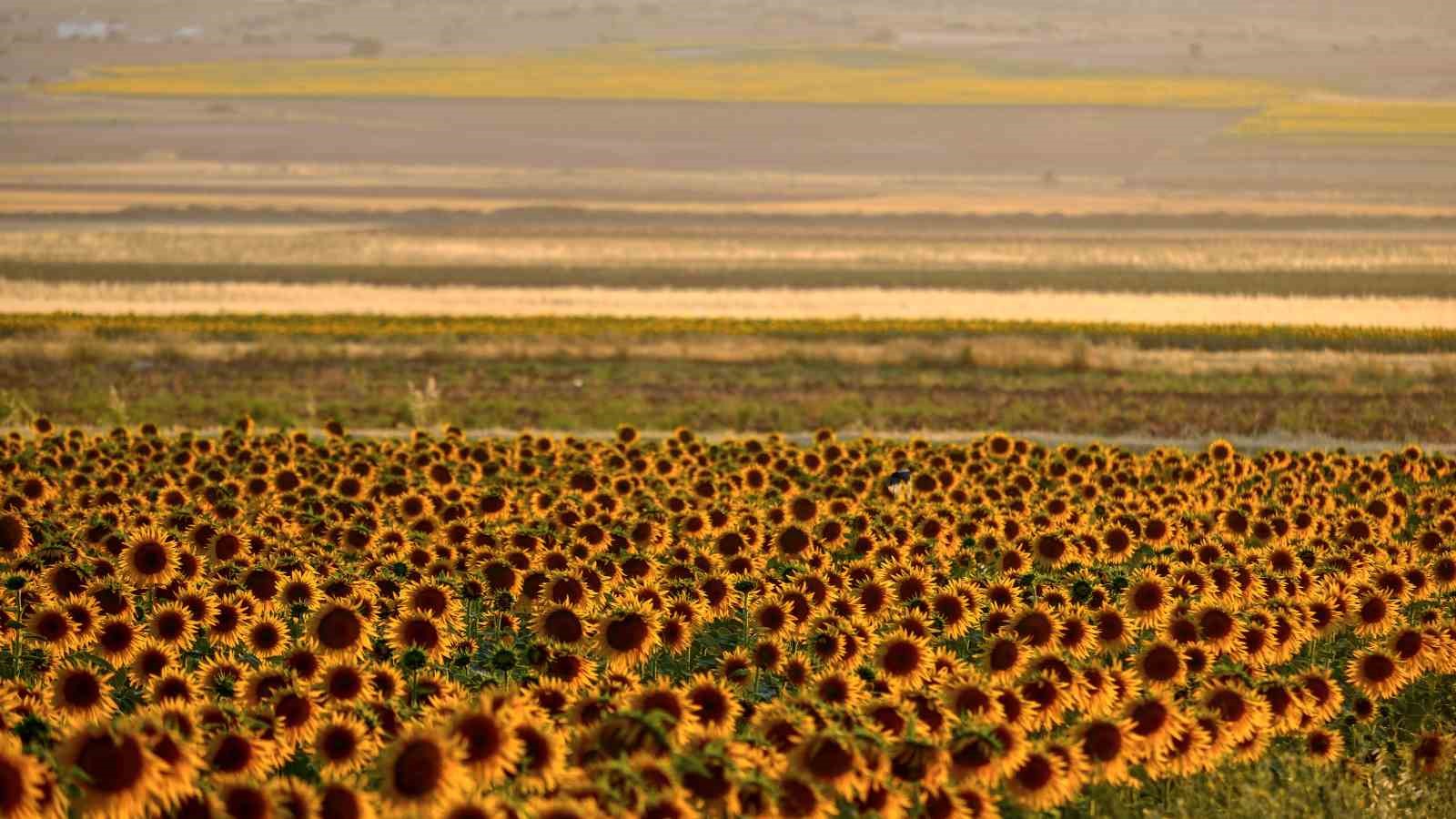 Tarlaların sarı gelinliği ayçiçekleri