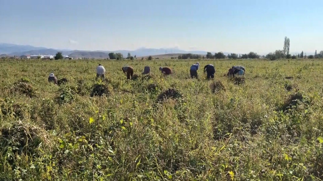 Erzincan’da kuru fasulyenin hasadına başlandı