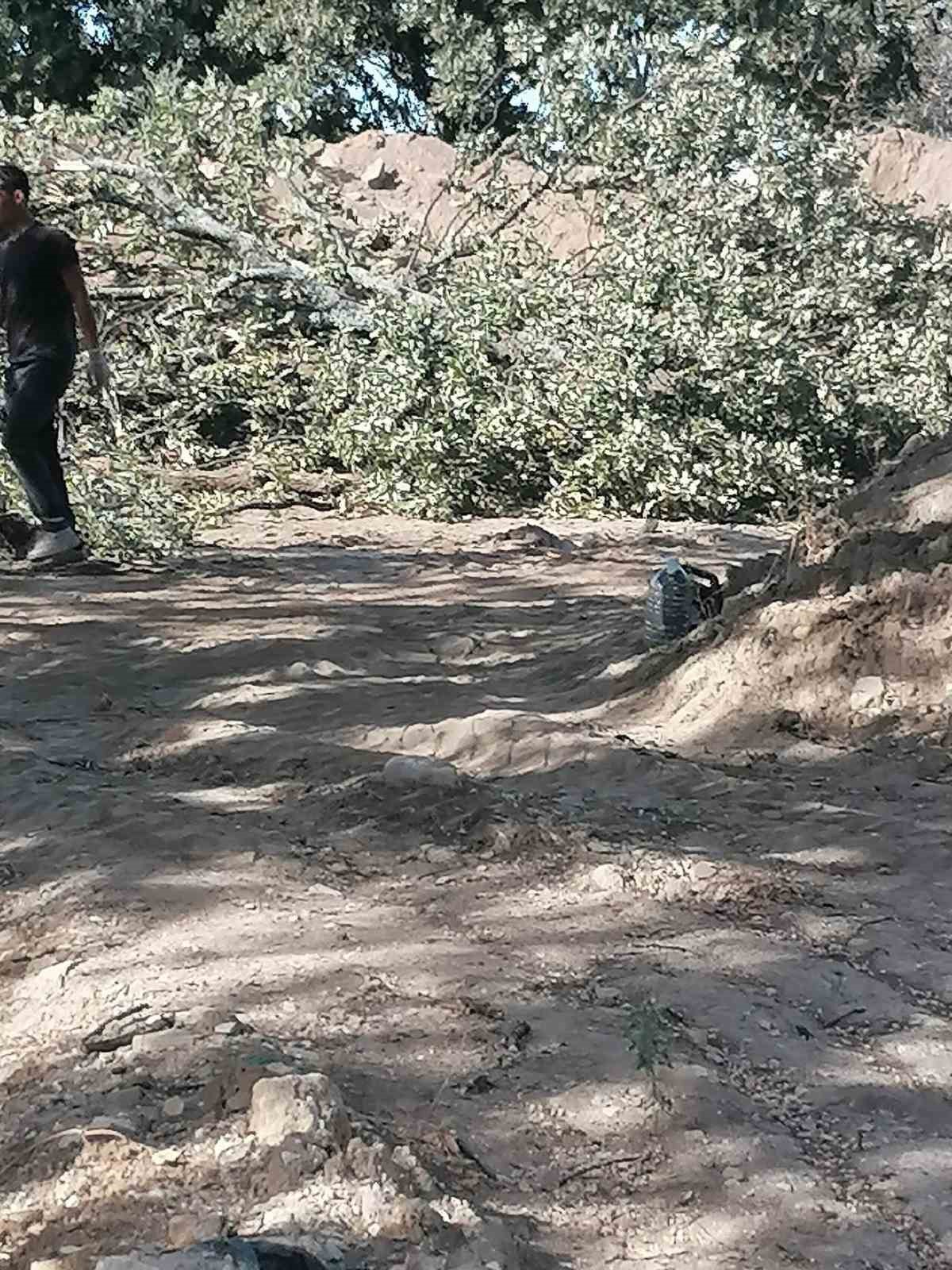Adramytteion kazı alanında 6 tescilsiz meşe ağacı için kesim kararı çıktı