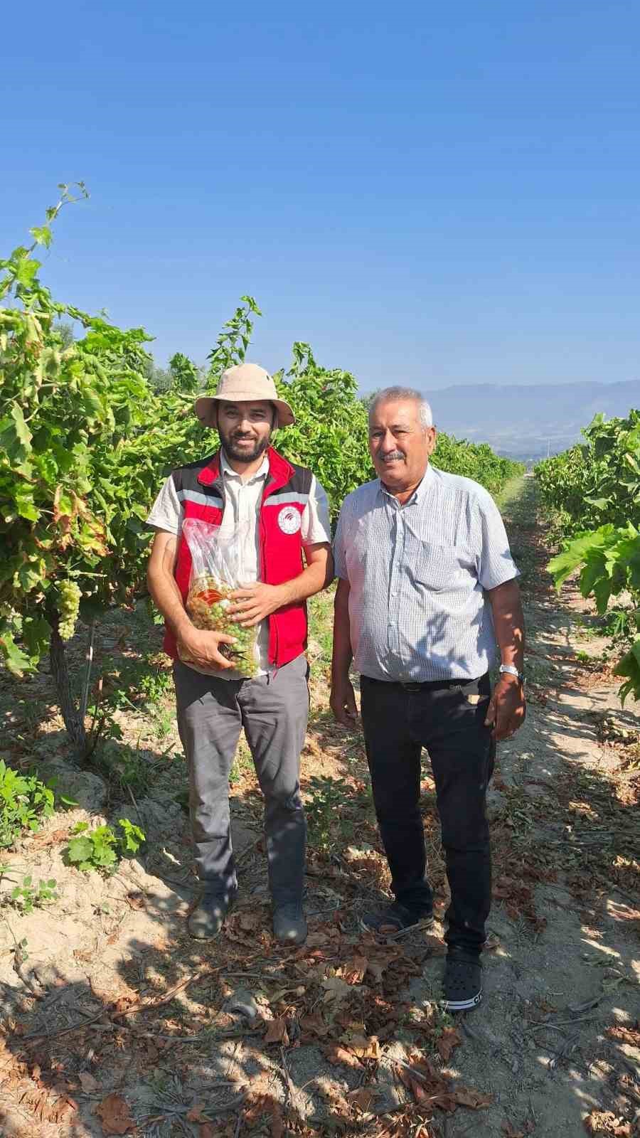 Üzüm bağlarında hasat öncesi pestisit denetimi