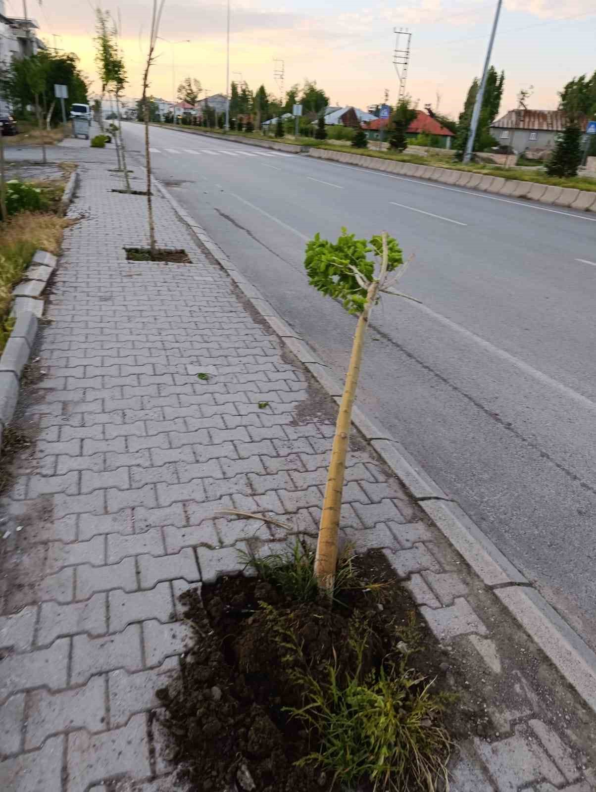 Patnos’ta yeni dikilen 15 ağaca zarar verildi