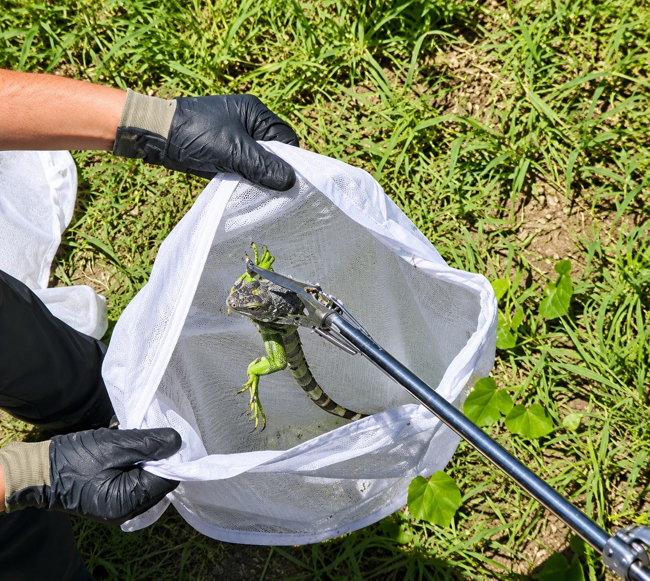 İtfaiyenin iguana mesaisi