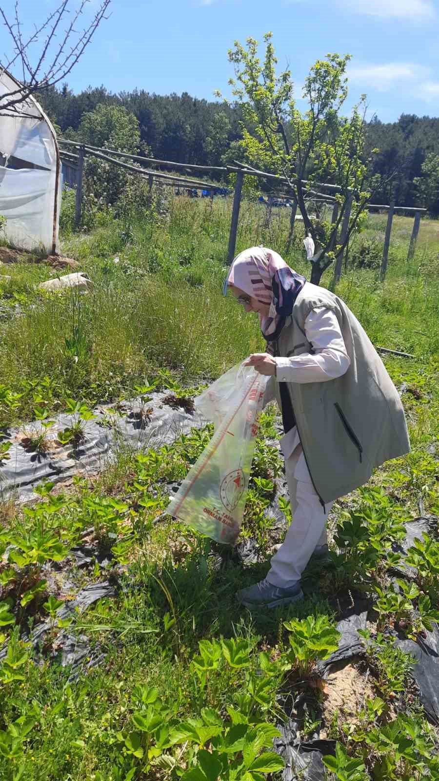 Ziraat m&uuml;hendisleri pestisit kalıntısı denetimlerini yaptı