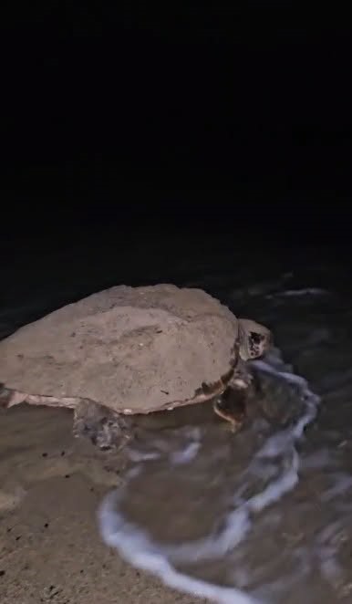 Kuşadası’nda caretta caretta heyecanı: İlk yuva koruma altına alındı