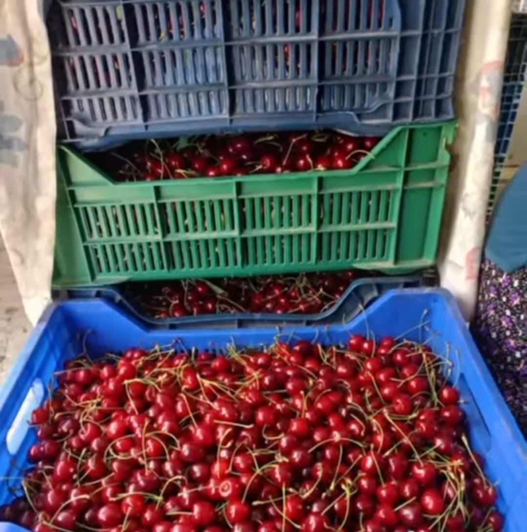 Andırın&rsquo;da &Ccedil;ığşar kirazında hasat başladı